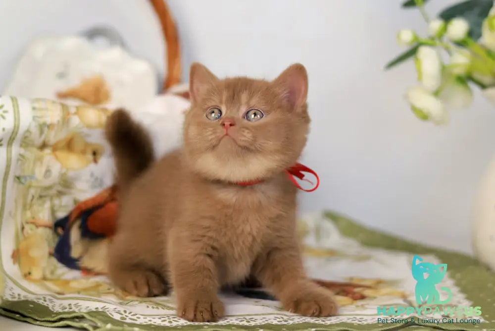 Jennifer British Shorthair female cinnamon - live animals