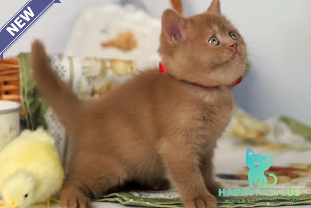 Jennifer British Shorthair female cinnamon - live animals