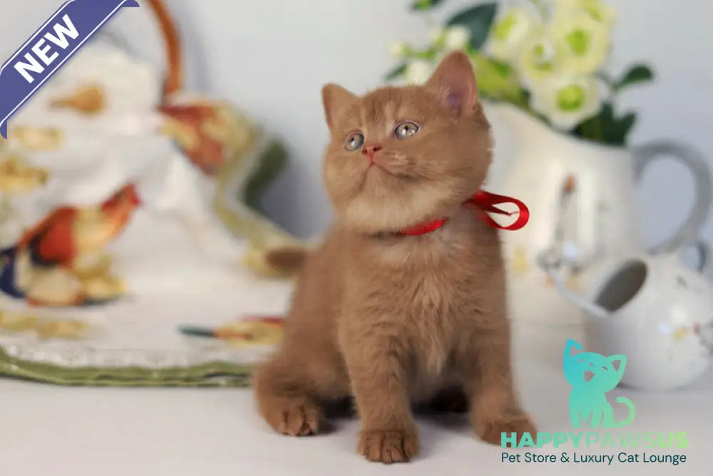 Jennifer British Shorthair female cinnamon - live animals