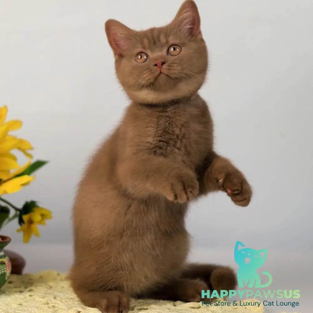 Jennifer British Shorthair female cinnamon - live animals