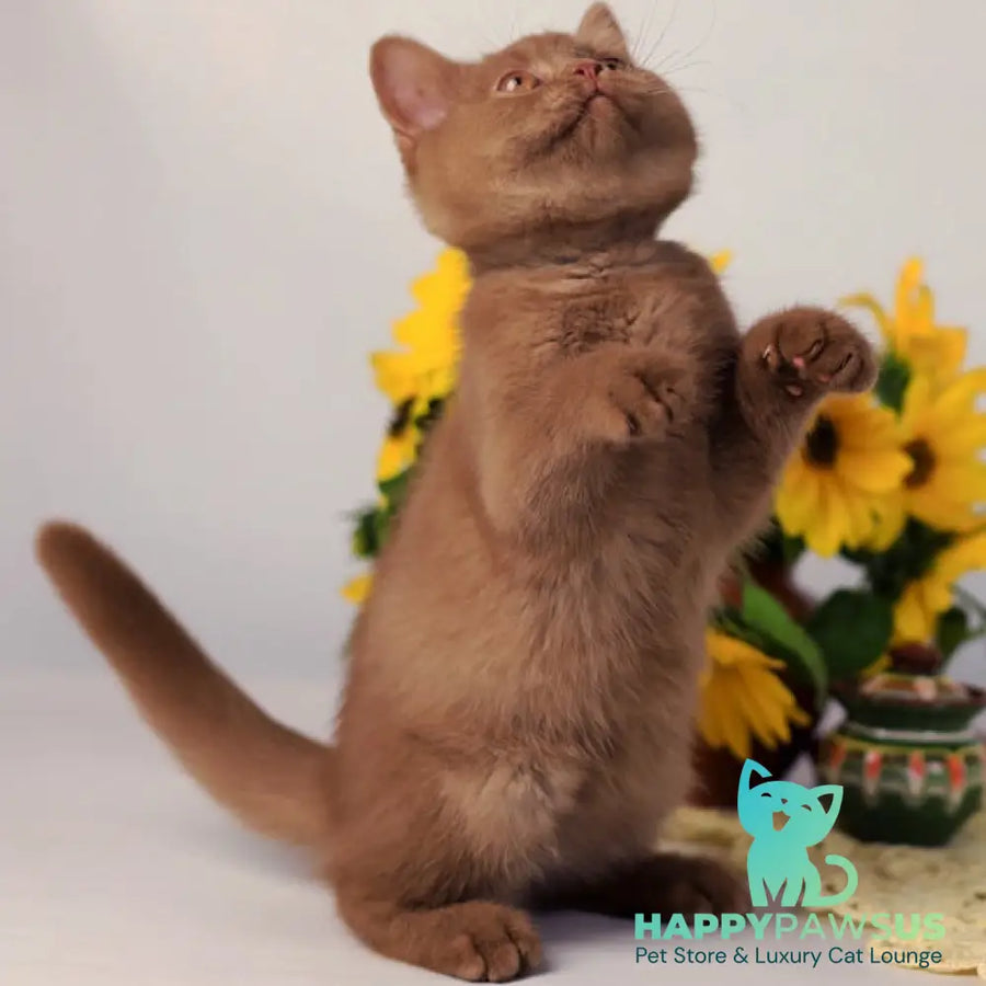 Jennifer British Shorthair female cinnamon - live animals