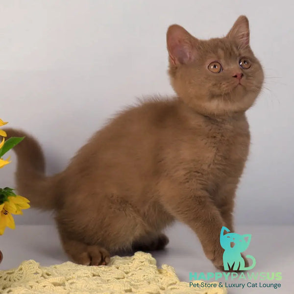 Jennifer British Shorthair female cinnamon - live animals