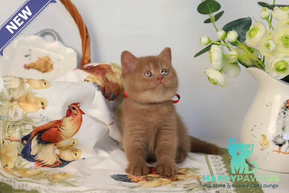 Jennifer British Shorthair female cinnamon - live animals