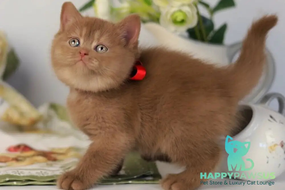 Jennifer British Shorthair female cinnamon - live animals