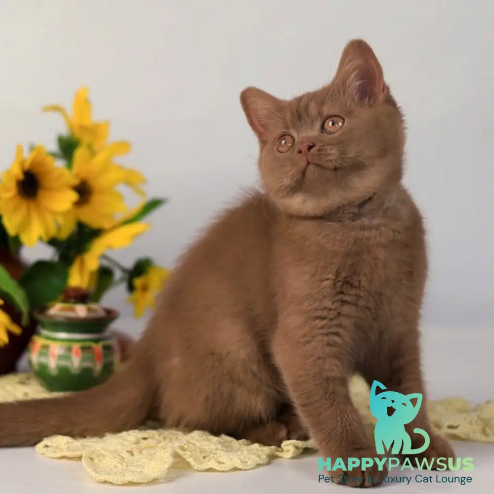 Jennifer British Shorthair female cinnamon - live animals