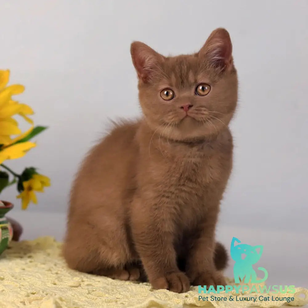 Jennifer British Shorthair female cinnamon - live animals