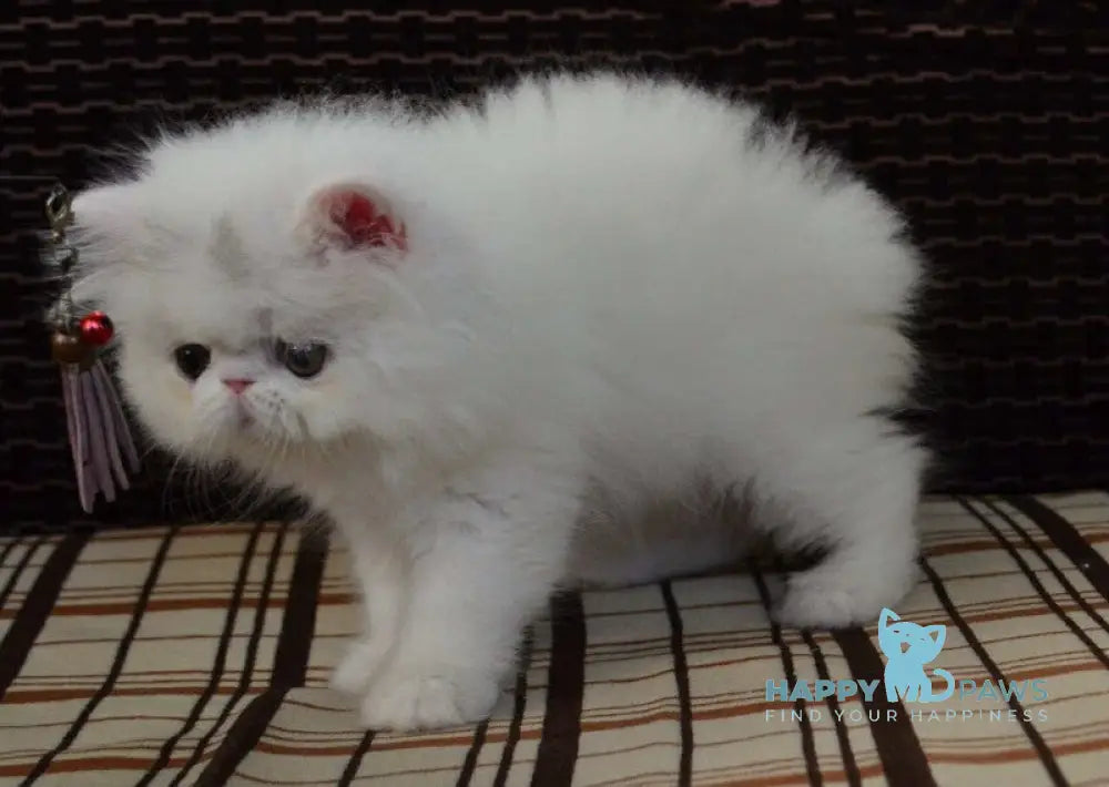 Jennifer Exotic female white live animals