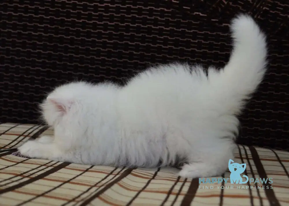 Jennifer Exotic female white live animals