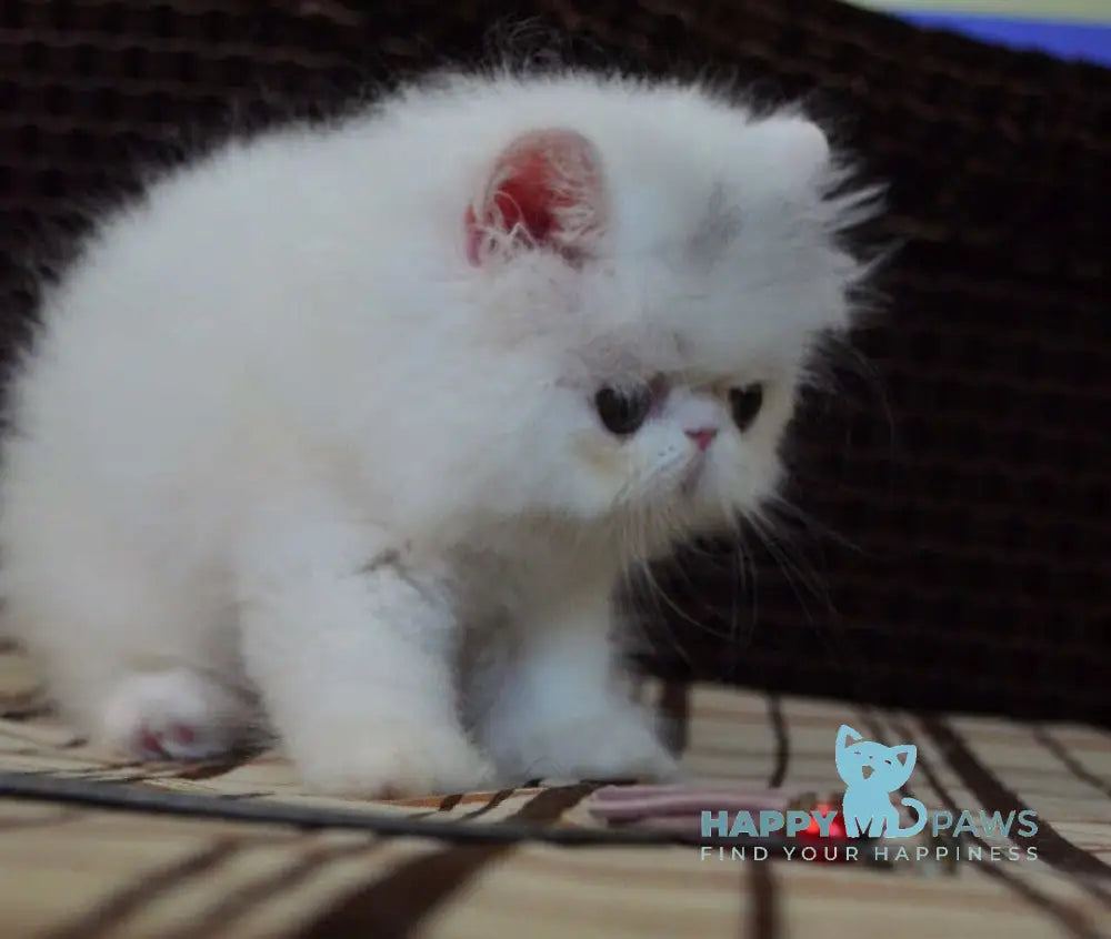 Jennifer Exotic female white live animals