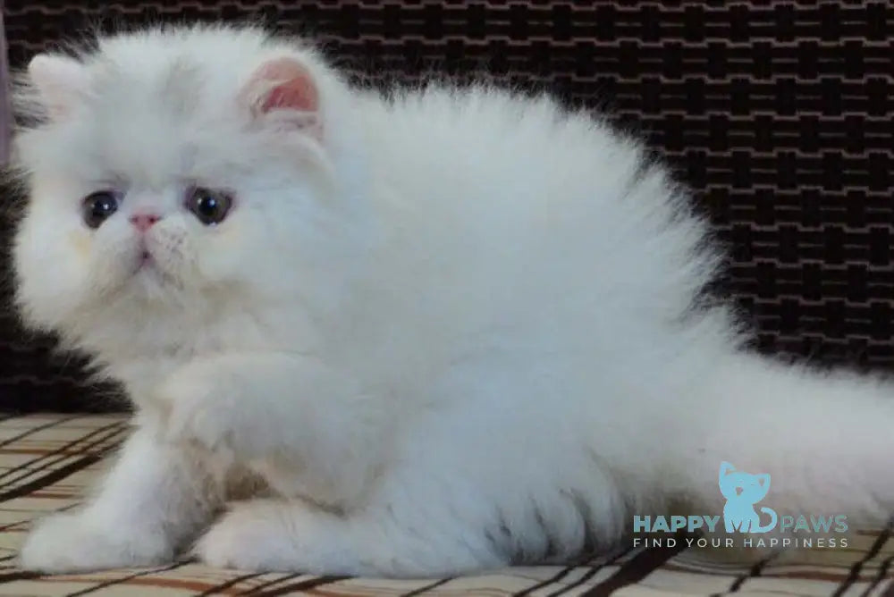 Jennifer Exotic female white live animals