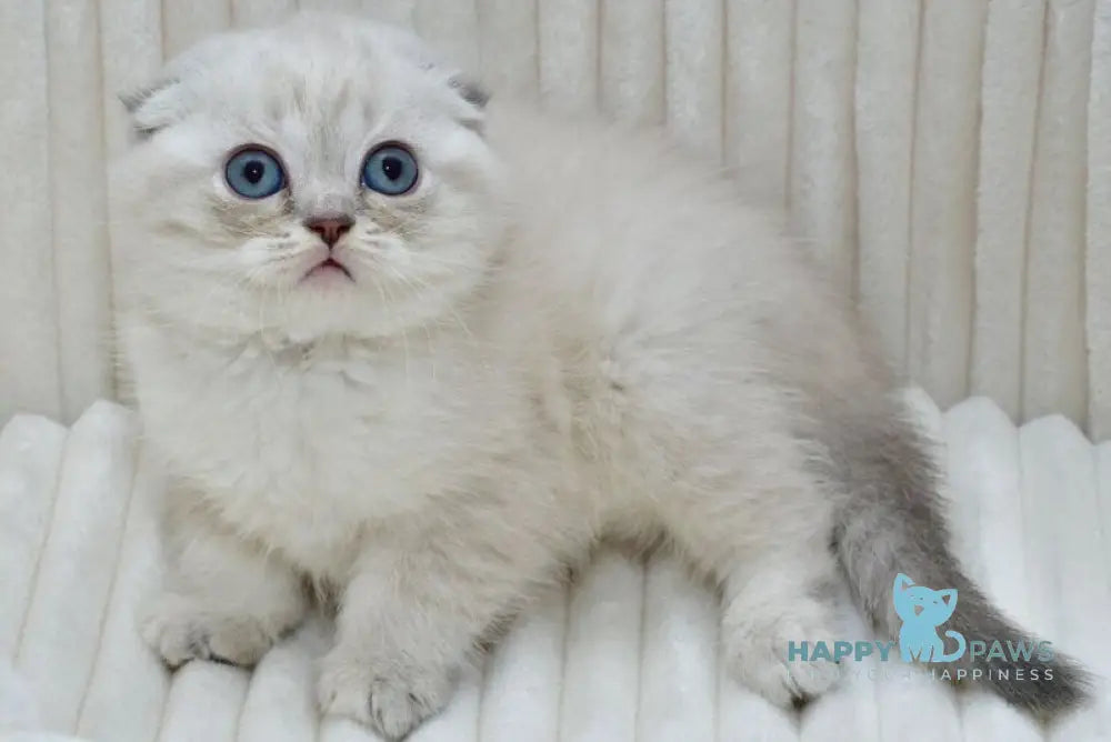 Jennifer Scottish Fold female blue tortie tabby pointed - live animals