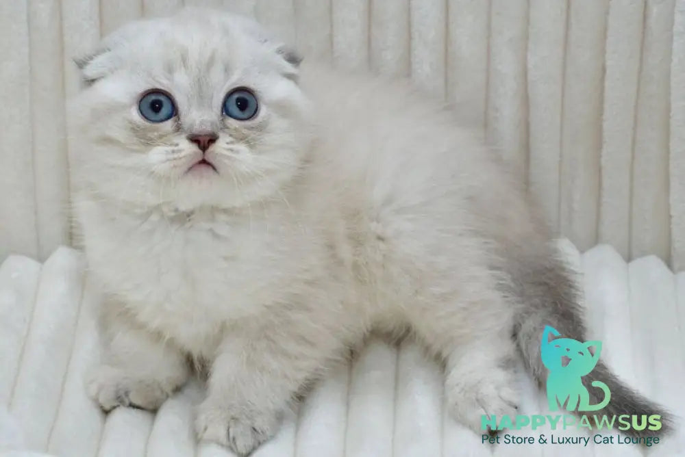 Jennifer Scottish Fold female blue tortie tabby pointed - live animals