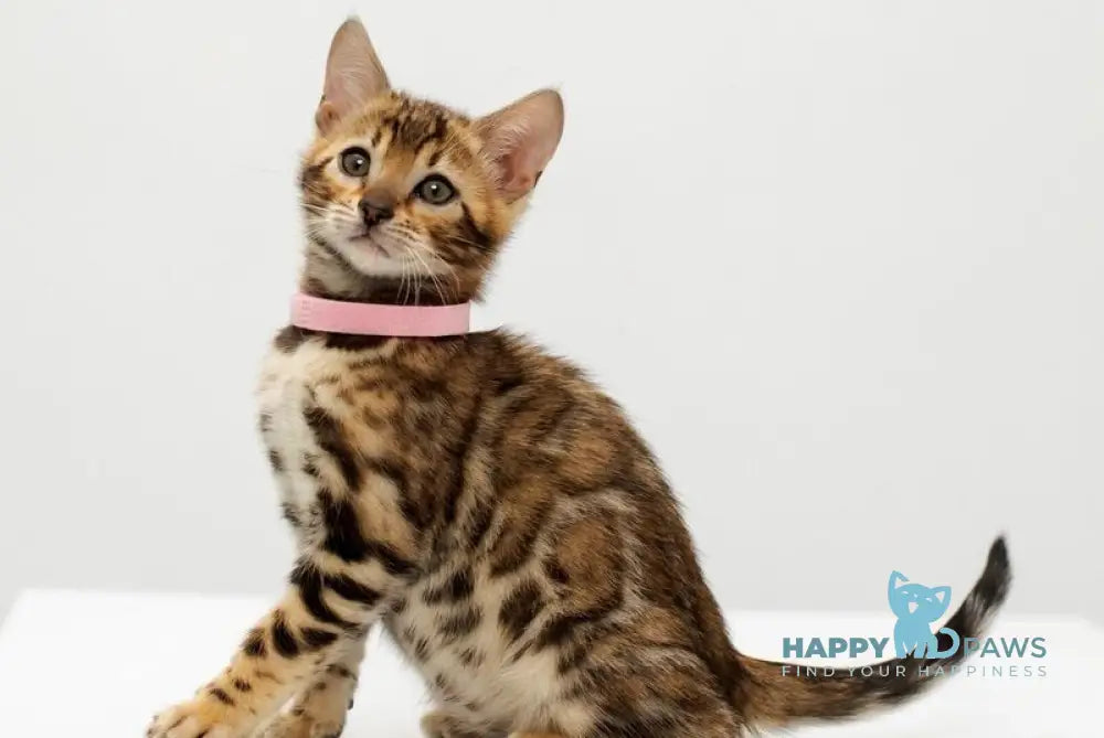 Jenny Bengal female black spotted tabby live animals