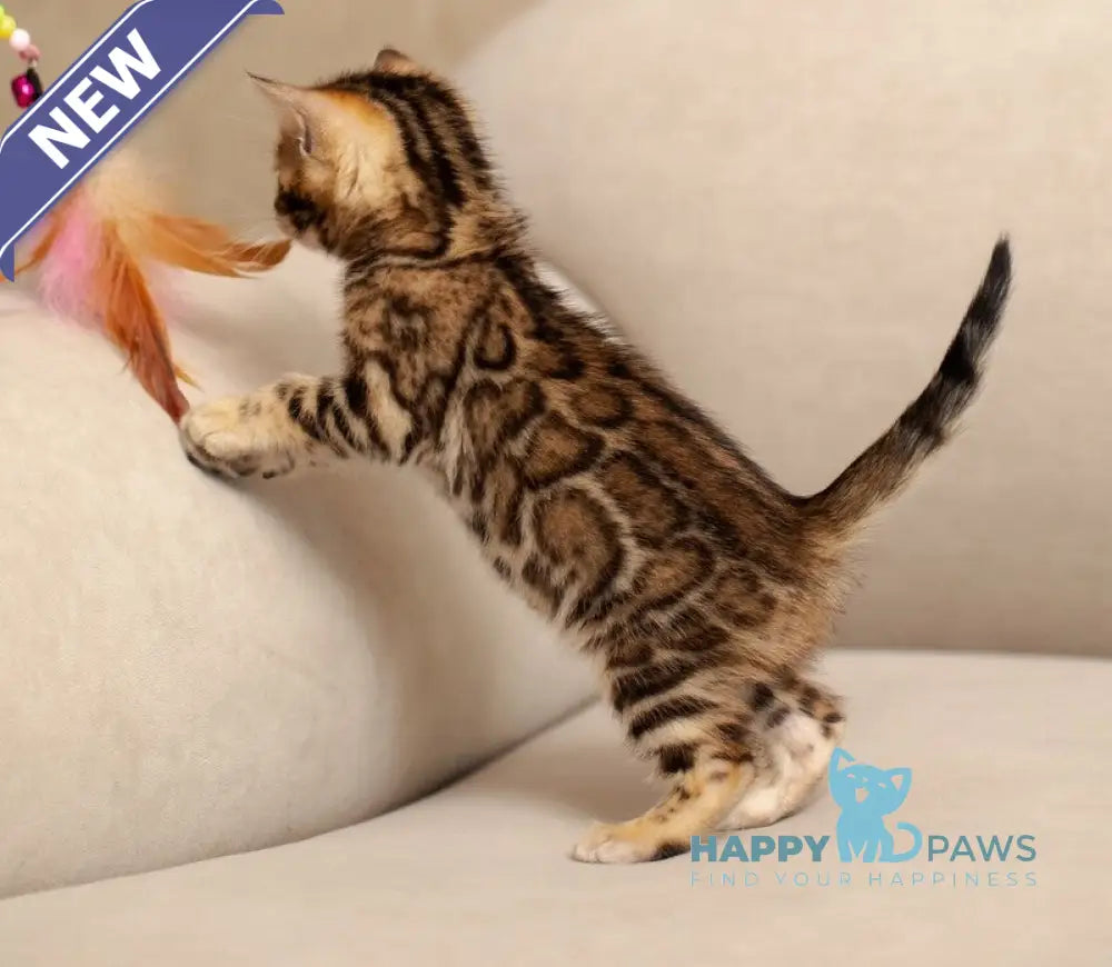 Jenny Bengal female black spotted tabby live animals