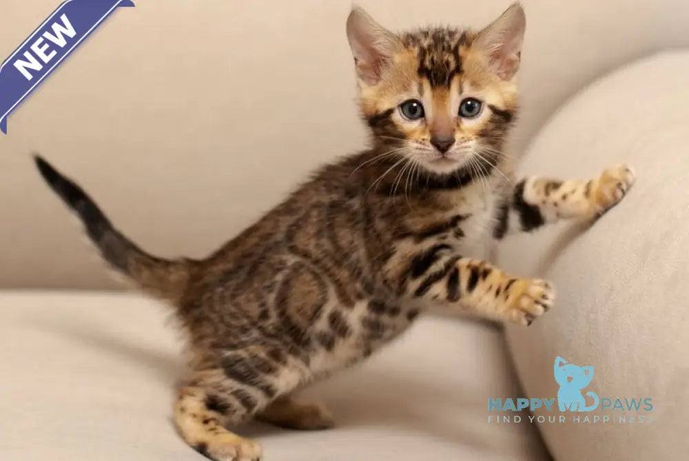 Jenny Bengal female black spotted tabby live animals