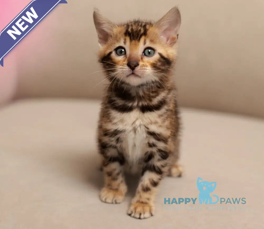 Jenny Bengal female black spotted tabby live animals