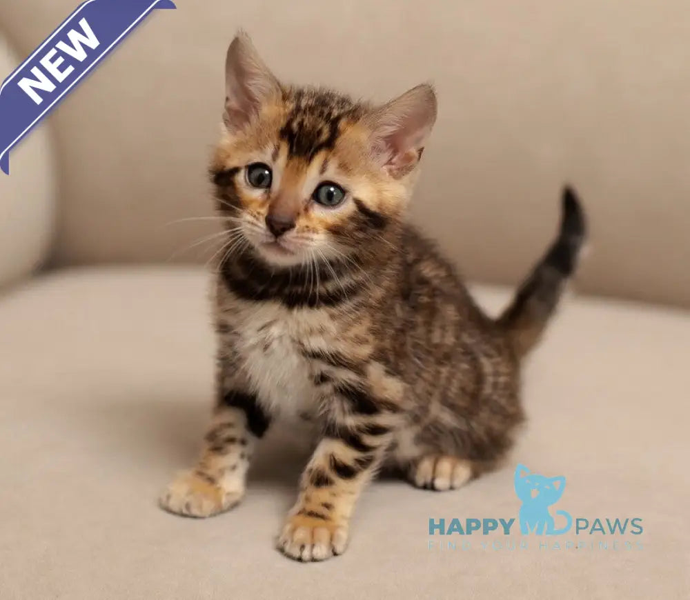Jenny Bengal female black spotted tabby live animals