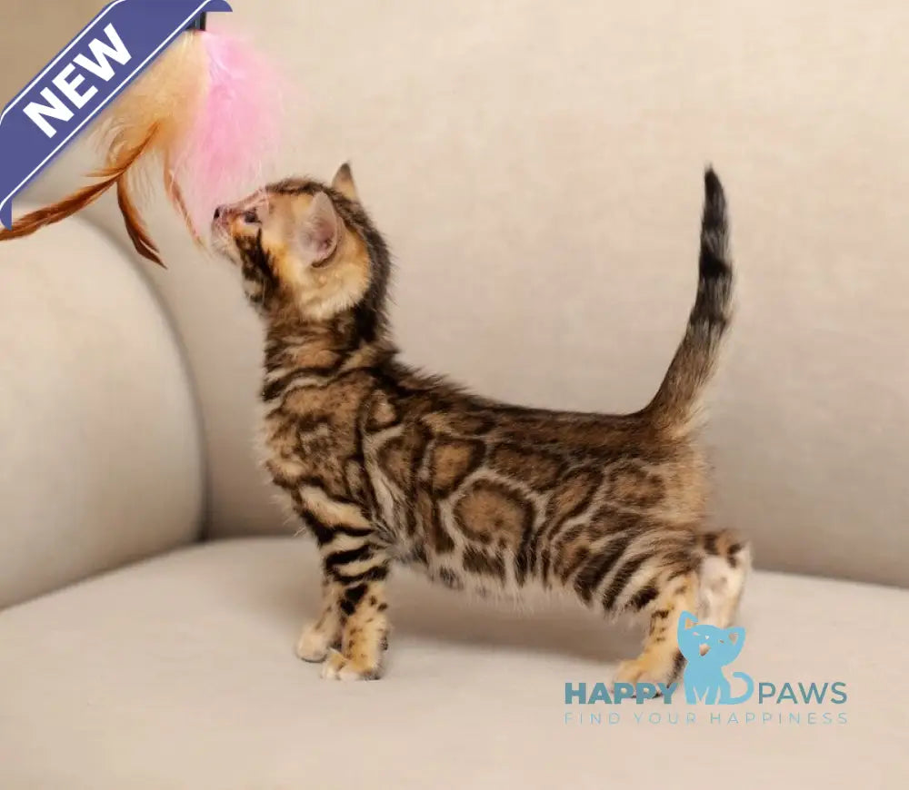 Jenny Bengal female black spotted tabby live animals