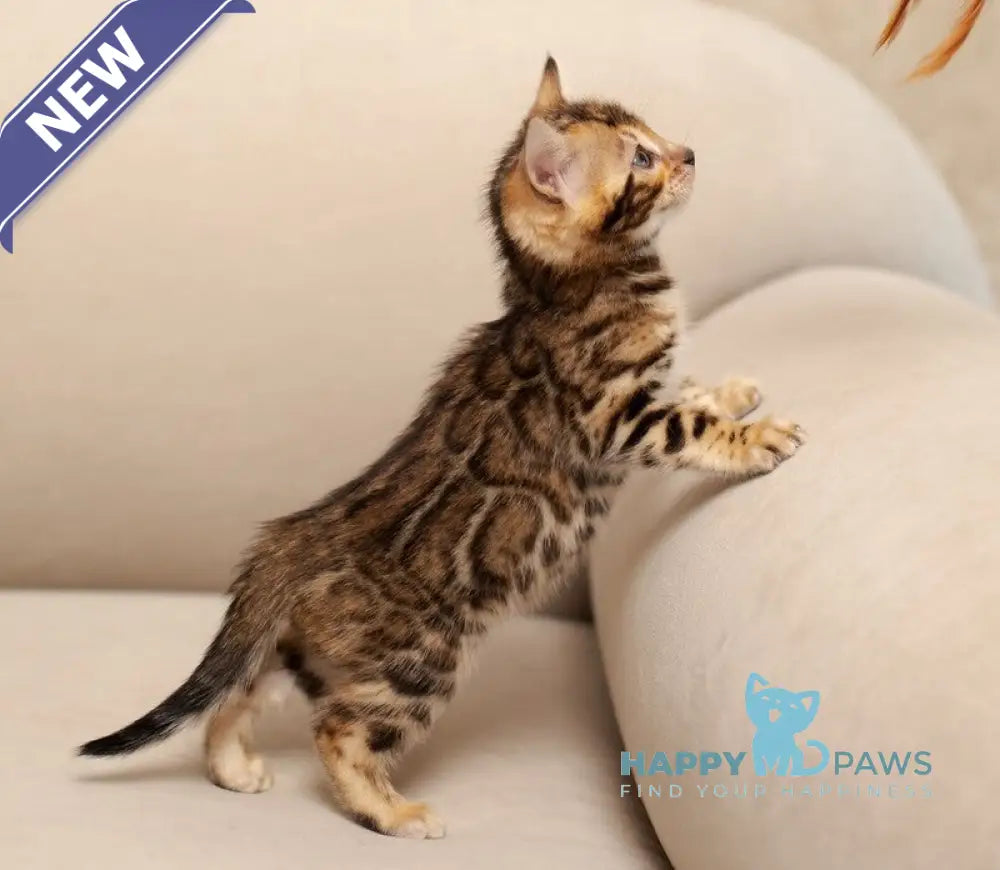 Jenny Bengal female black spotted tabby live animals