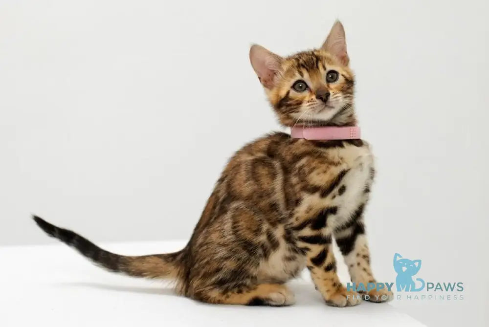Jenny Bengal female black spotted tabby live animals