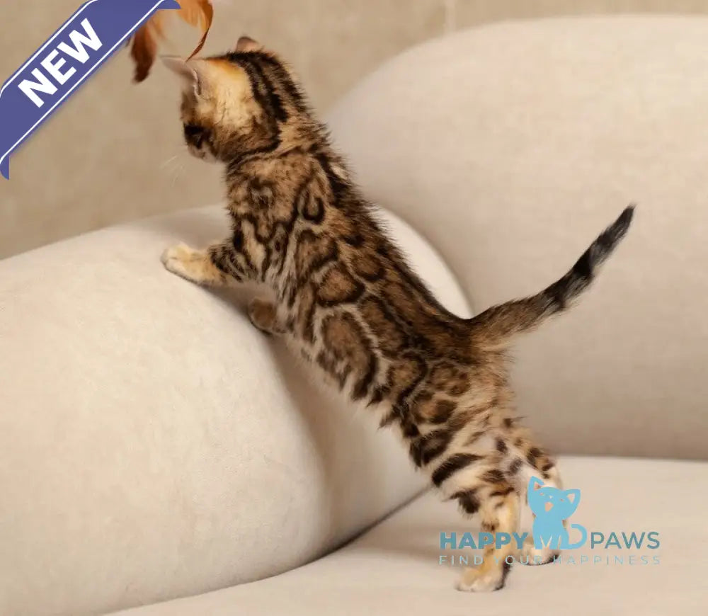 Jenny Bengal female black spotted tabby live animals