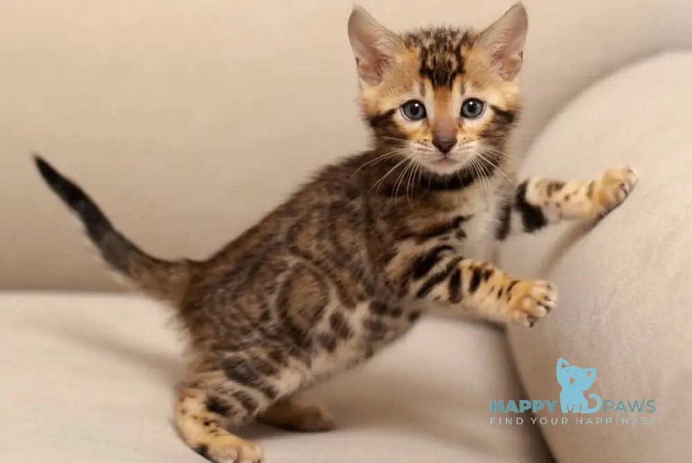 Jenny Bengal female black spotted tabby live animals