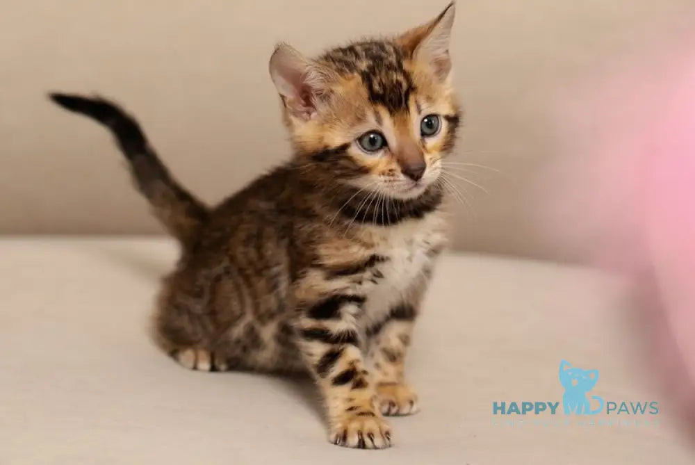 Jenny Bengal female black spotted tabby live animals