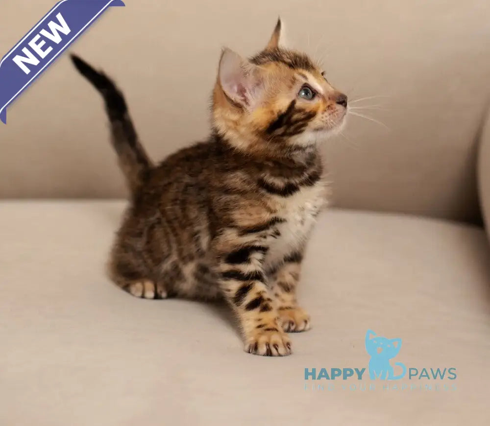 Jenny Bengal female black spotted tabby live animals