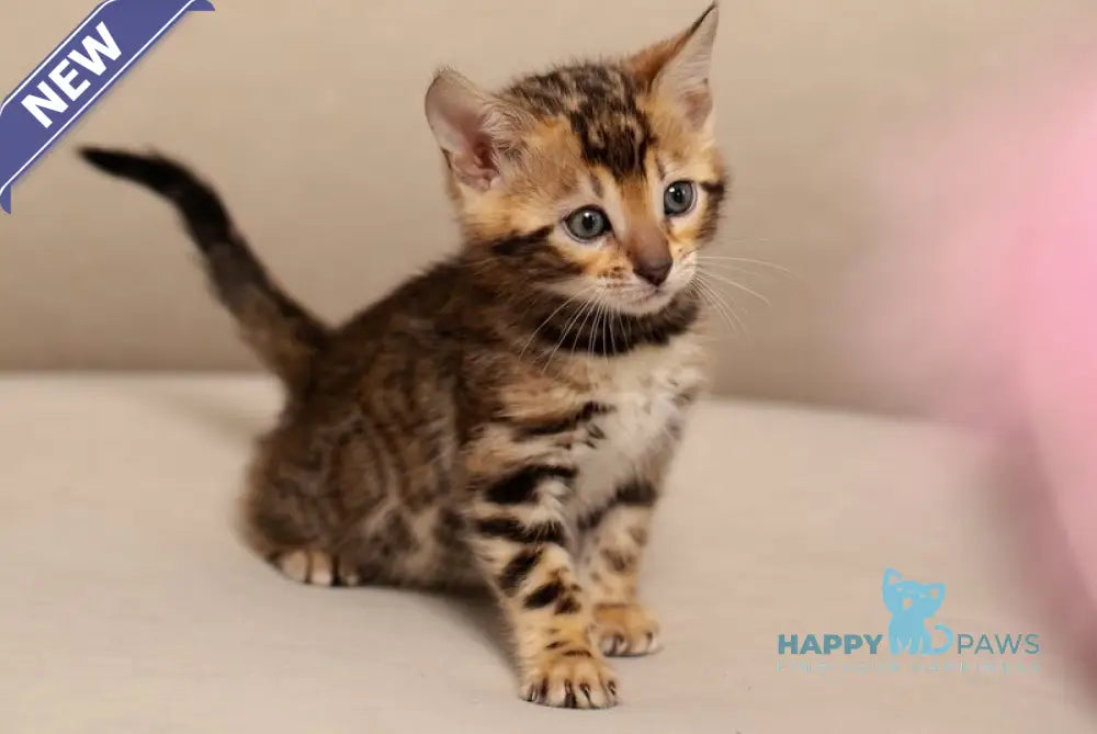 Jenny Bengal female black spotted tabby live animals