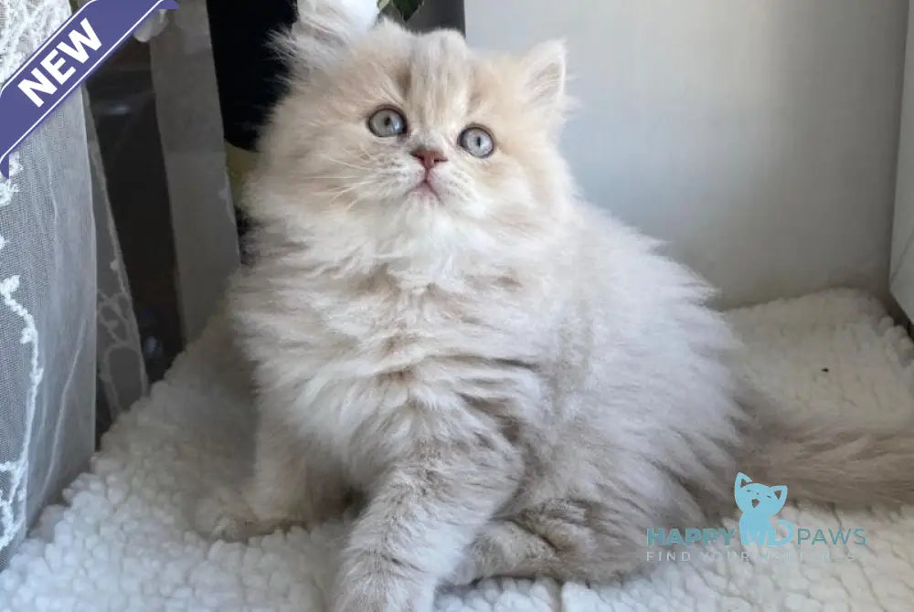 Jenny British Longhair female lilac golden shaded live animals