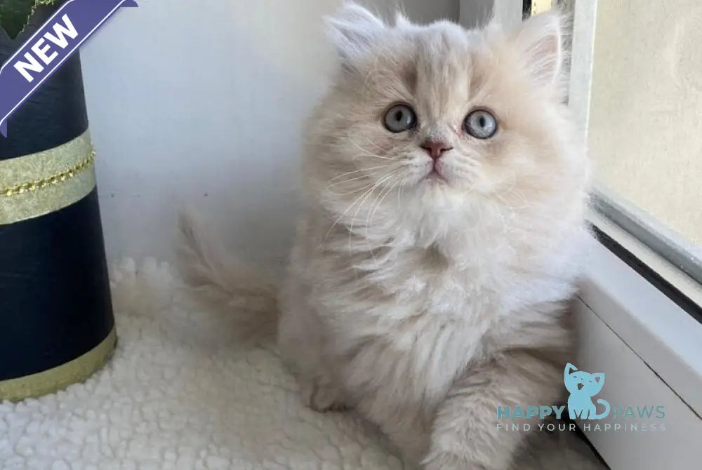 Jenny British Longhair female lilac golden shaded live animals