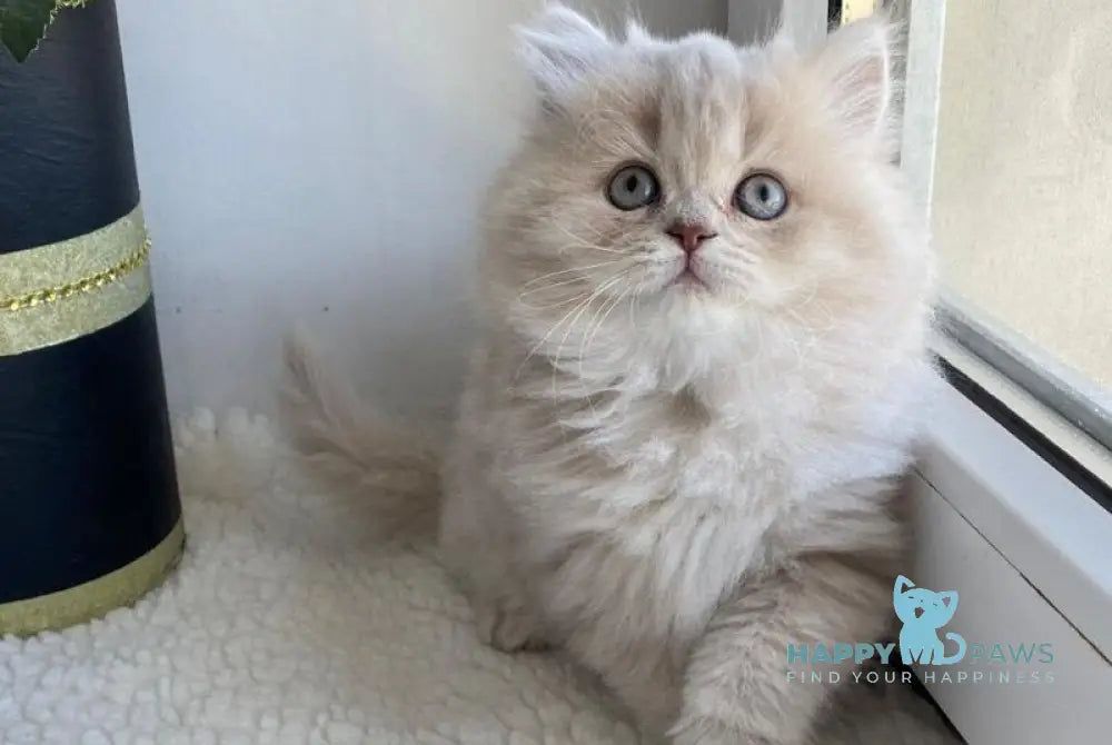 Jenny British Longhair female lilac golden shaded live animals