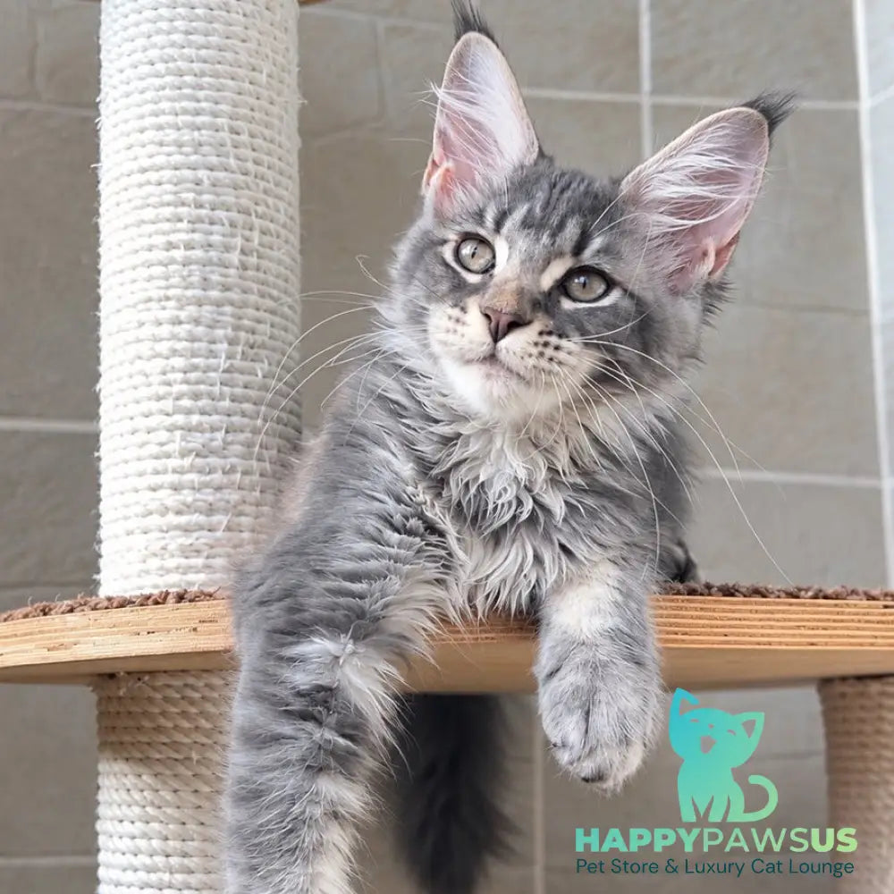 Jenny Maine Coon female blue silver tabby - live animals