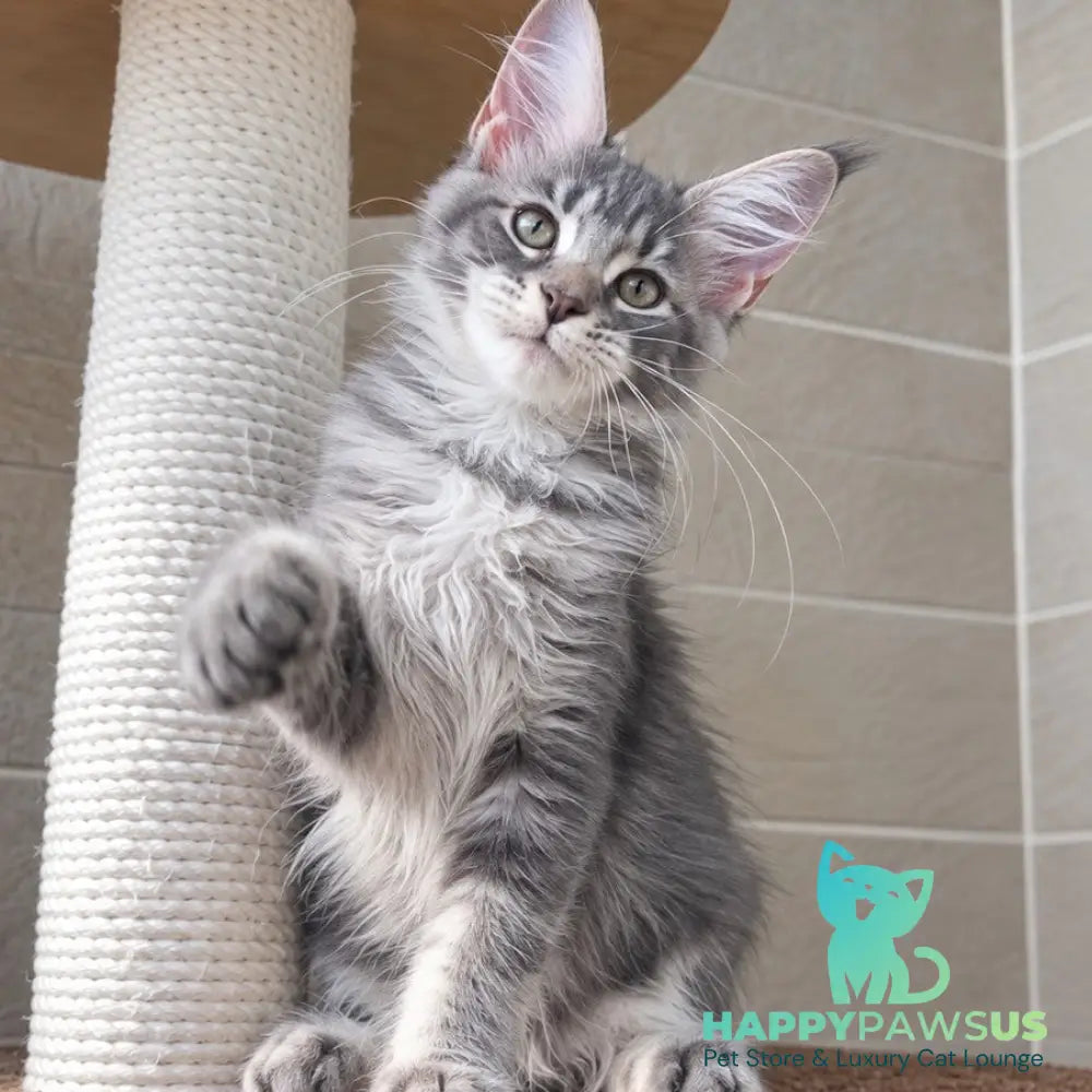 Jenny Maine Coon female blue silver tabby - live animals