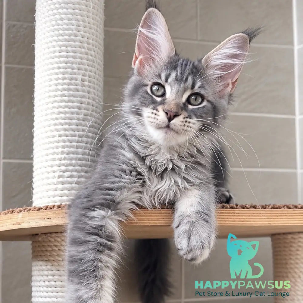 Jenny Maine Coon female blue silver tabby - live animals