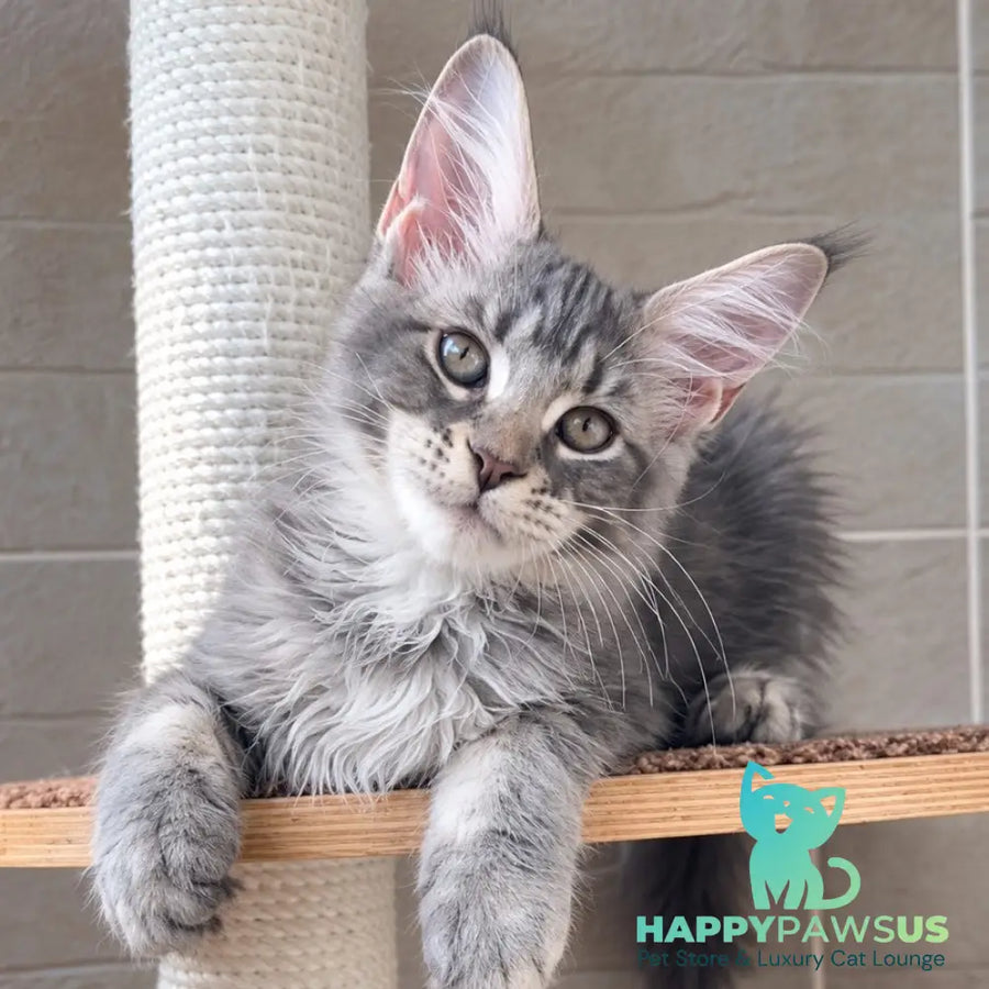 Jenny Maine Coon female blue silver tabby - live animals