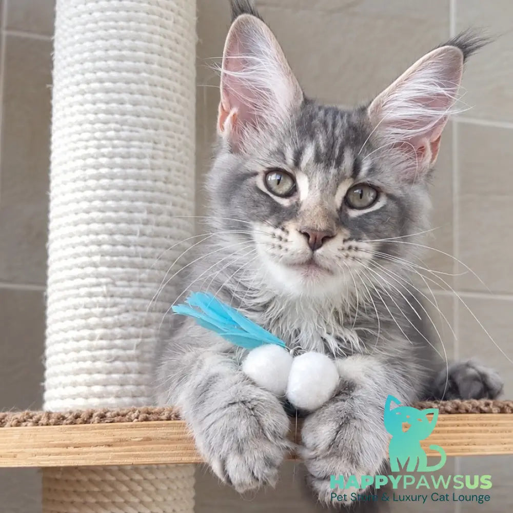 Jenny Maine Coon female blue silver tabby - live animals