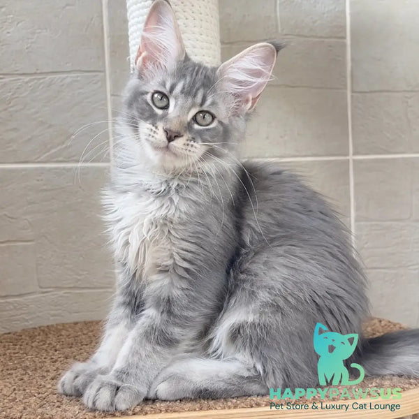 Jenny Maine Coon female blue silver tabby - live animals