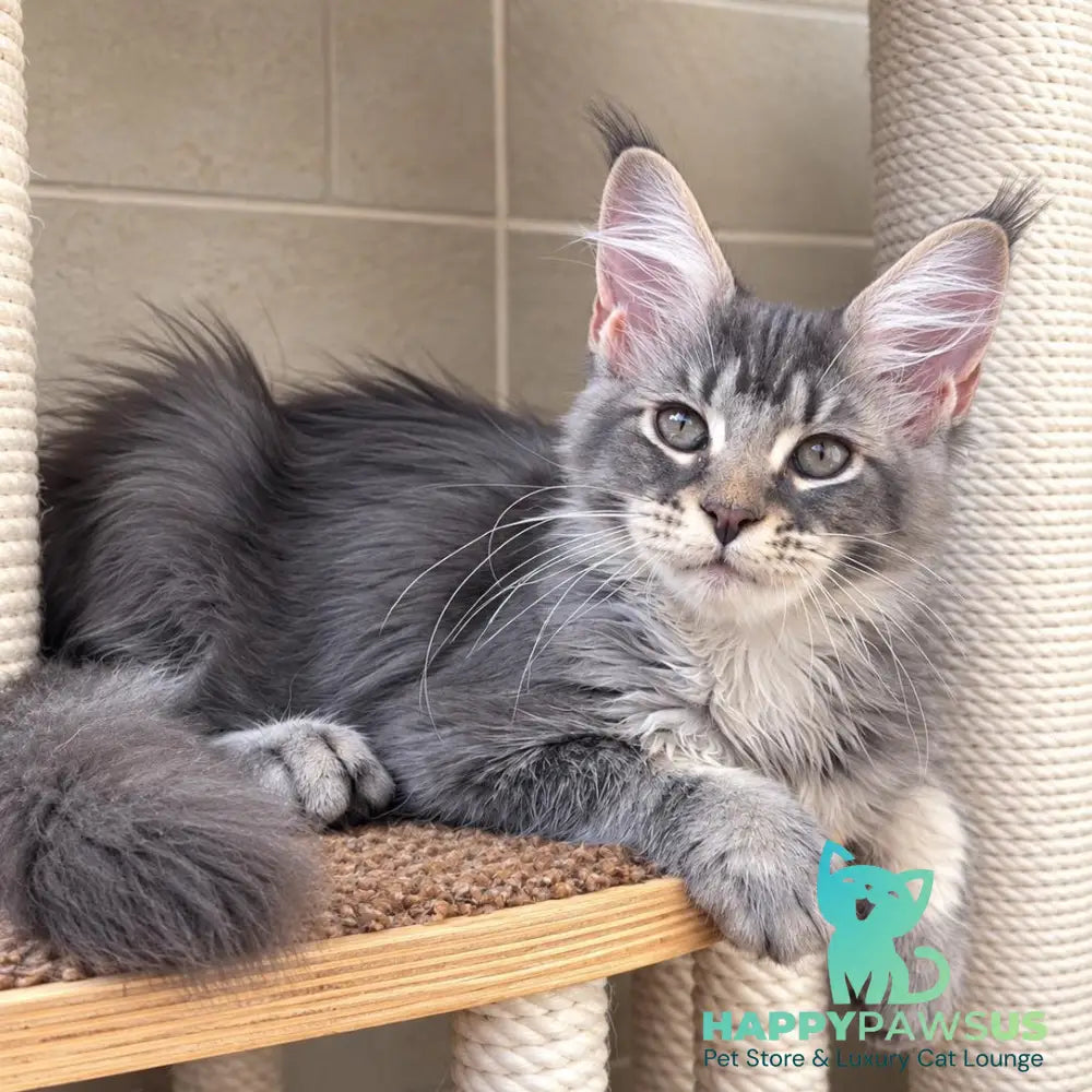 Jenny Maine Coon female blue silver tabby - live animals
