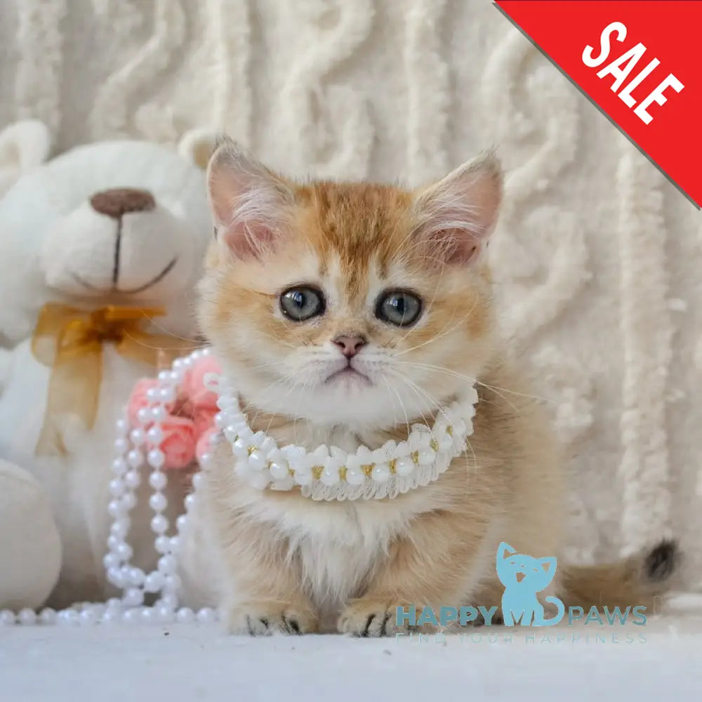 Jenny Munchkin female black golden ticked tabby live animals