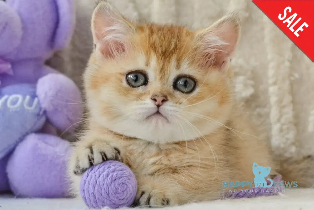 Jenny Munchkin female black golden ticked tabby live animals