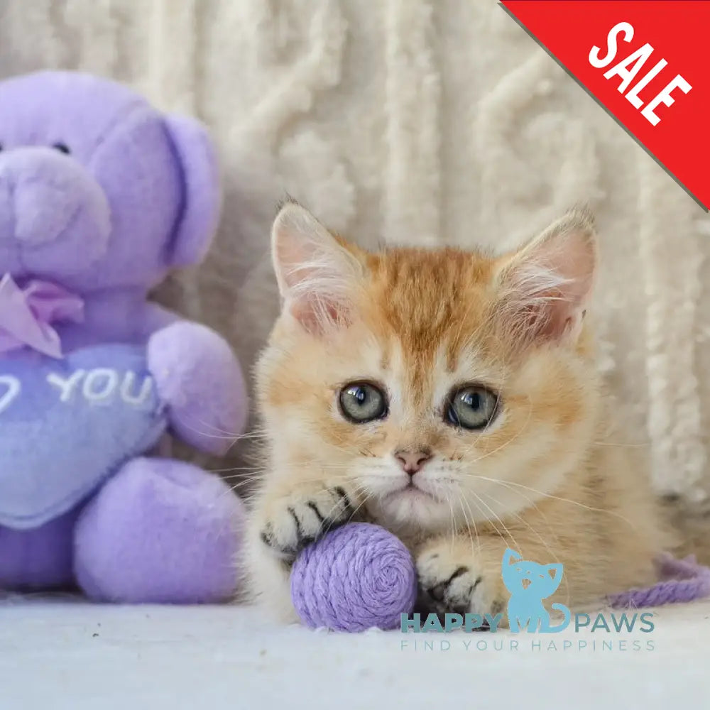 Jenny Munchkin female black golden ticked tabby live animals