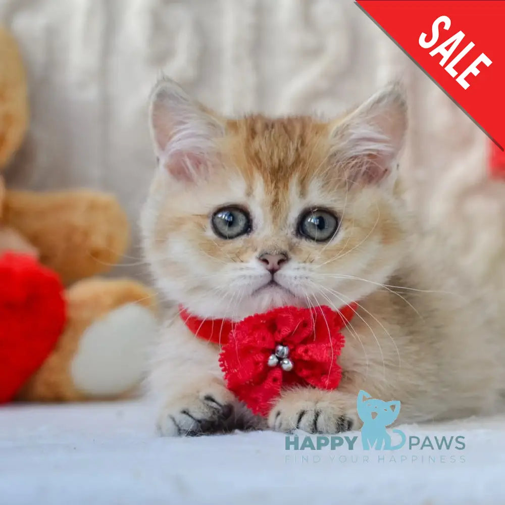 Jenny Munchkin female black golden ticked tabby live animals