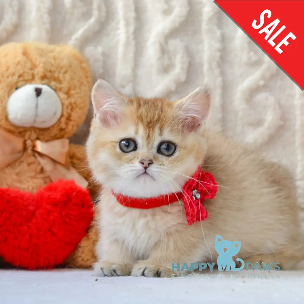 Jenny Munchkin female black golden ticked tabby live animals