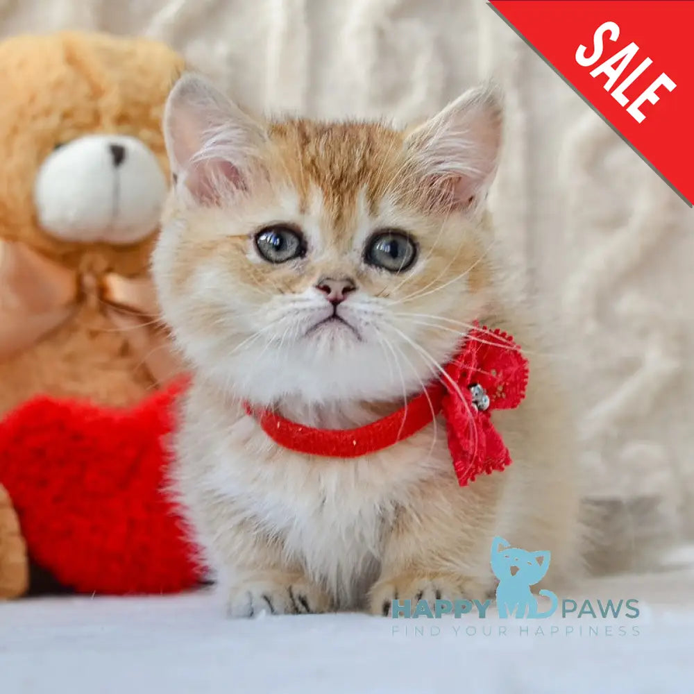 Jenny Munchkin female black golden ticked tabby live animals