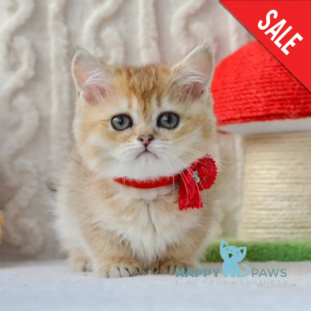 Jenny Munchkin female black golden ticked tabby live animals