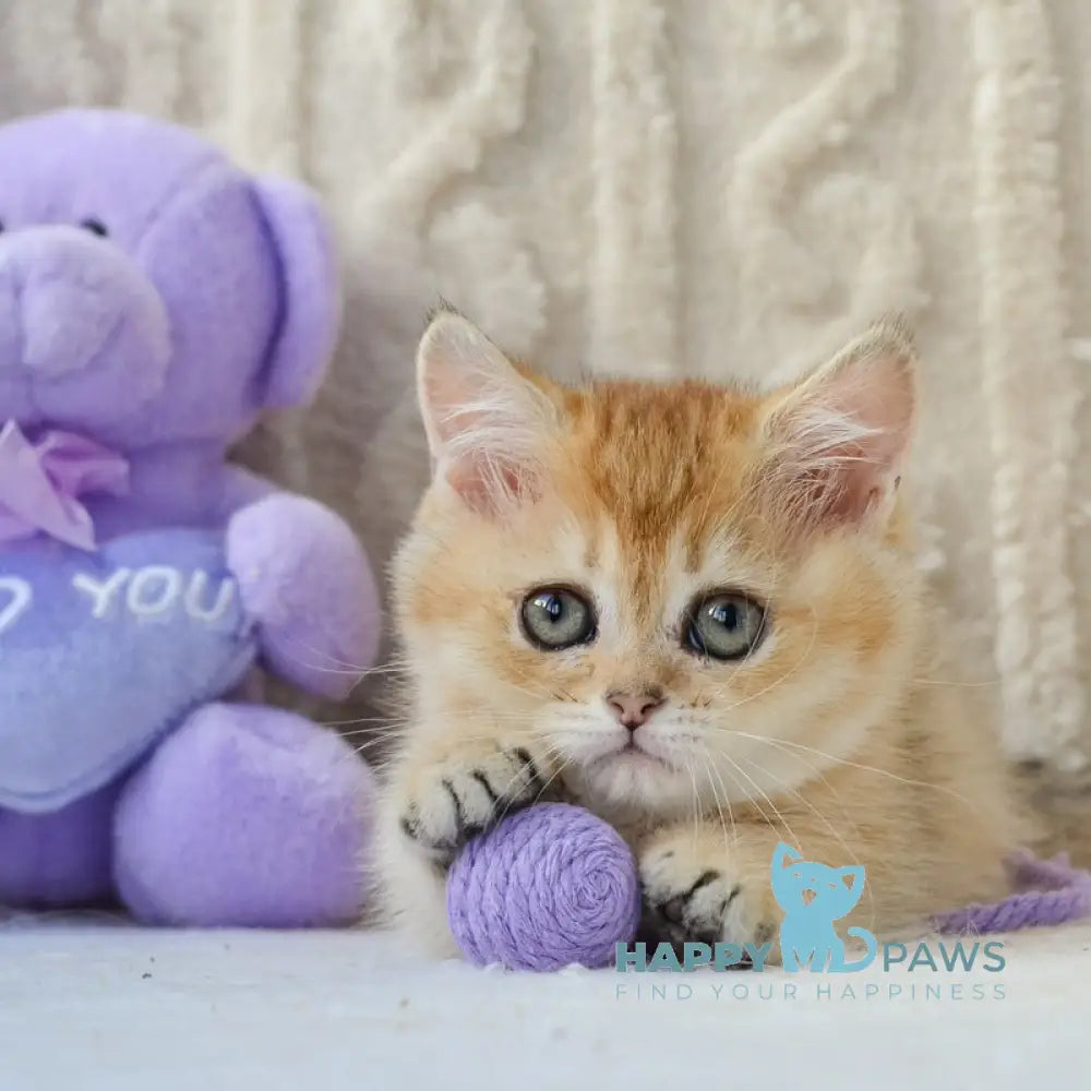 Jenny Munchkin female black golden ticked tabby live animals