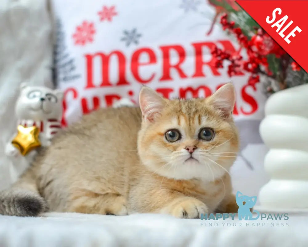 Jenny Munchkin female black golden ticked tabby live animals