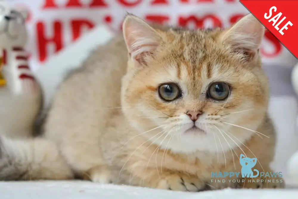 Jenny Munchkin female black golden ticked tabby live animals