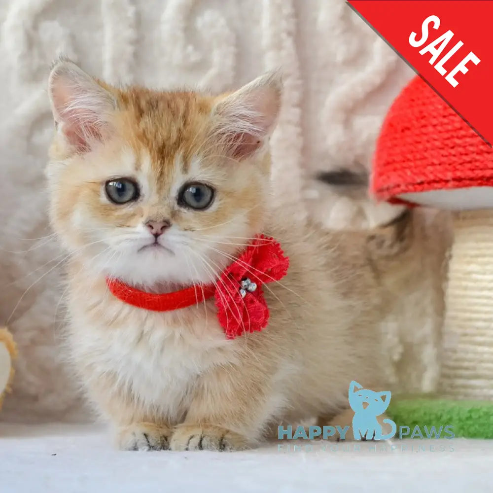 Jenny Munchkin female black golden ticked tabby live animals